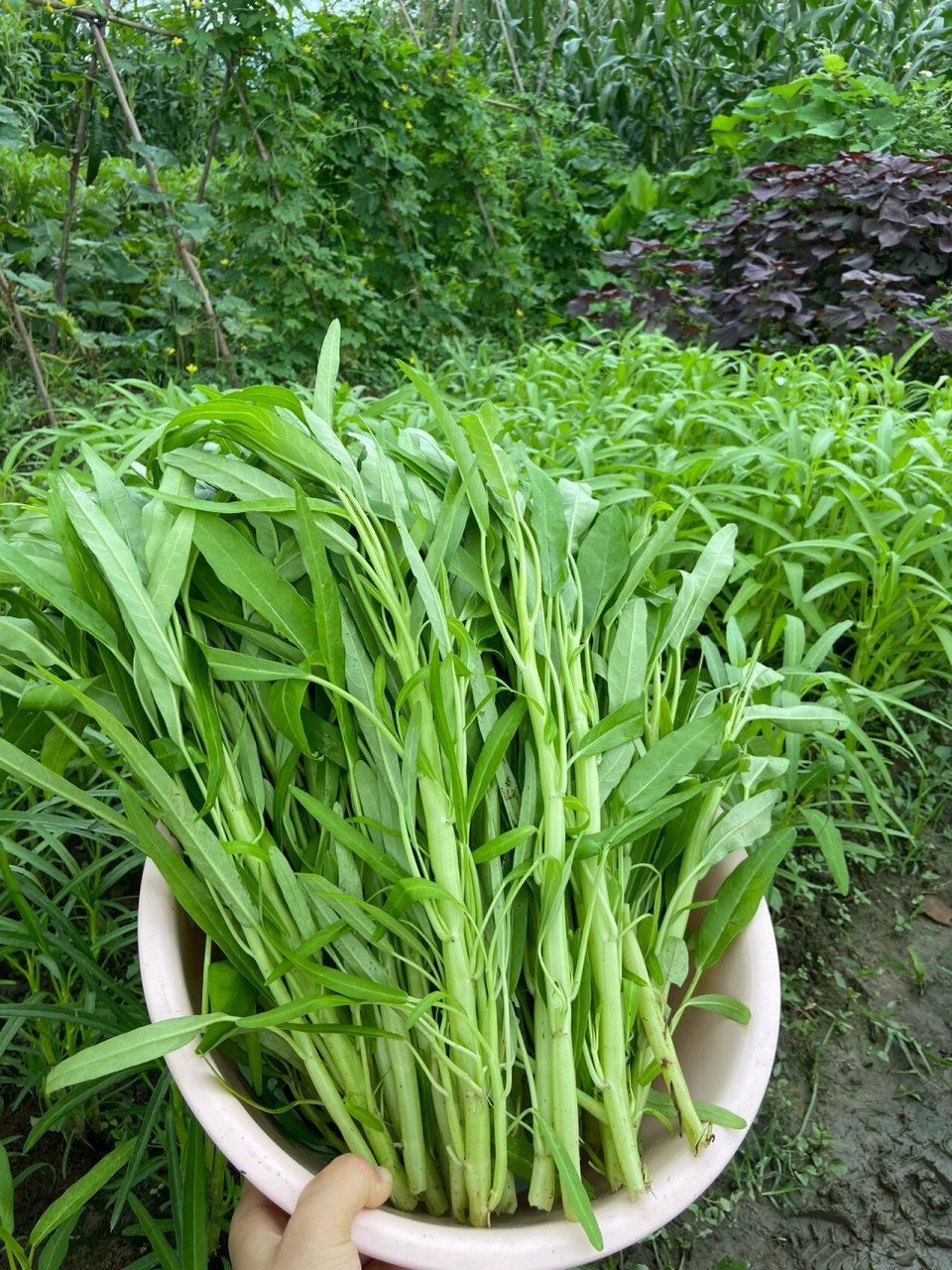 又长又嫩的白梗柳叶空心菜咧 今天虽然也摘了南瓜花,但是还是让久不