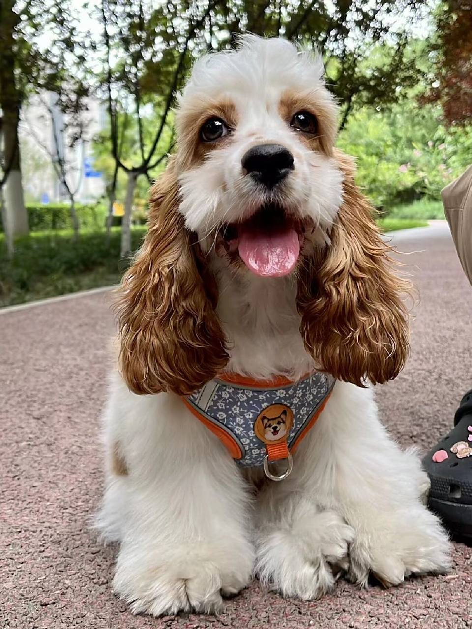 美卡犬 今天晚上家人过来看我,先入眼的就是一条狗98,我还以为他们