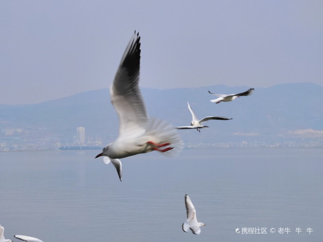 通海杞麓湖海鸥图片