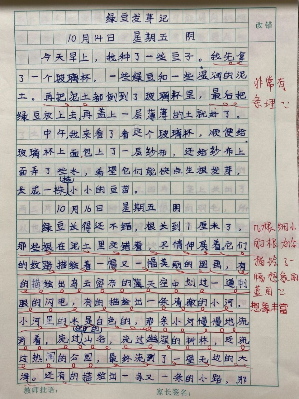 观察绿豆作文图片