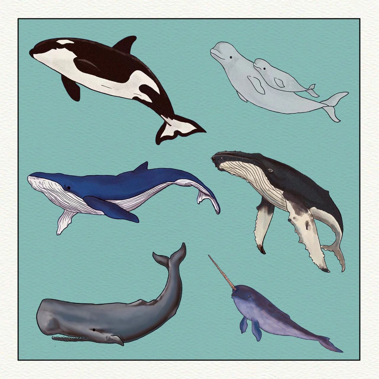 手绘-鲸鱼 分享 图11566虎鲸,也称为杀人鲸和逆戟鲸!