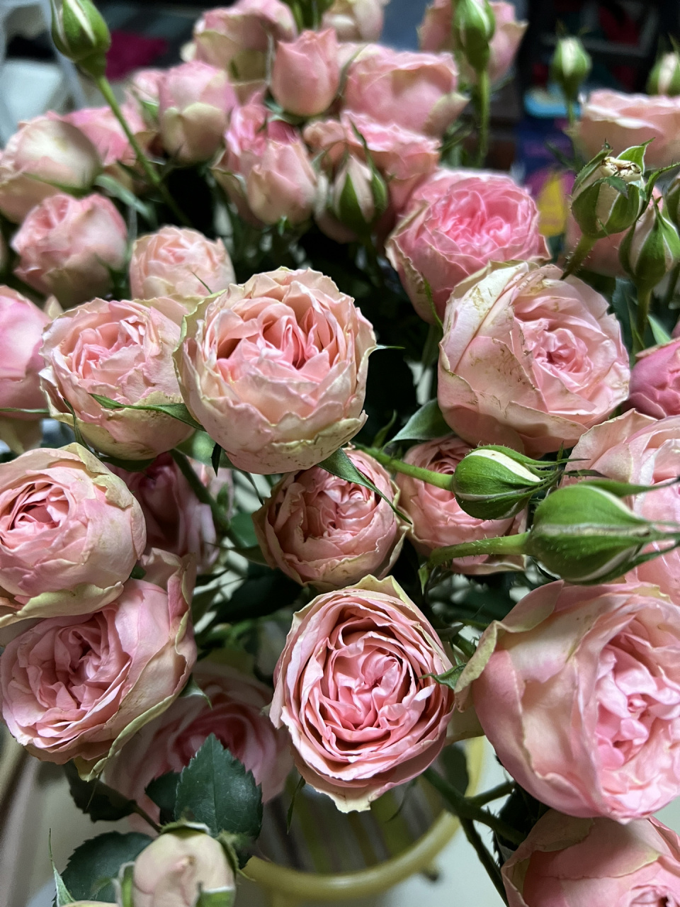 玫瑰|多头玛丽公主(俏溪阳)  341. 多头玛丽公主.