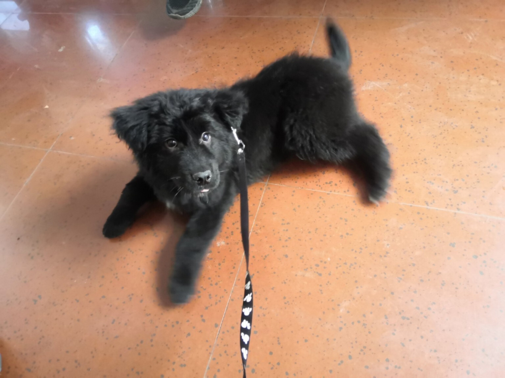 平毛寻回犬 小时候像一只小黑熊,长大了是真的帅