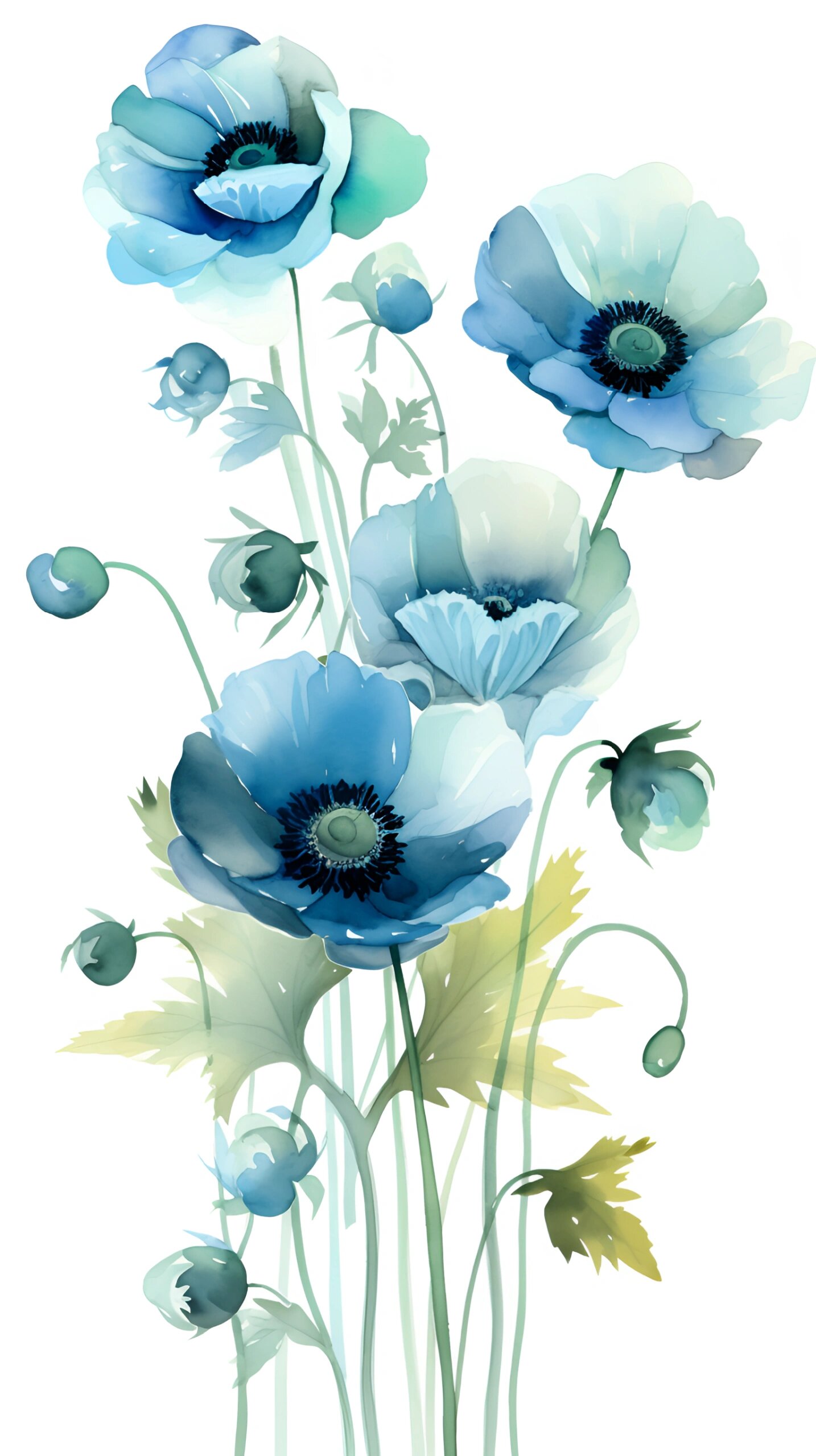 水彩:蓝罂粟 一生只开一次花,蓝色罂粟花的花语是顽强生命力,其实蓝色