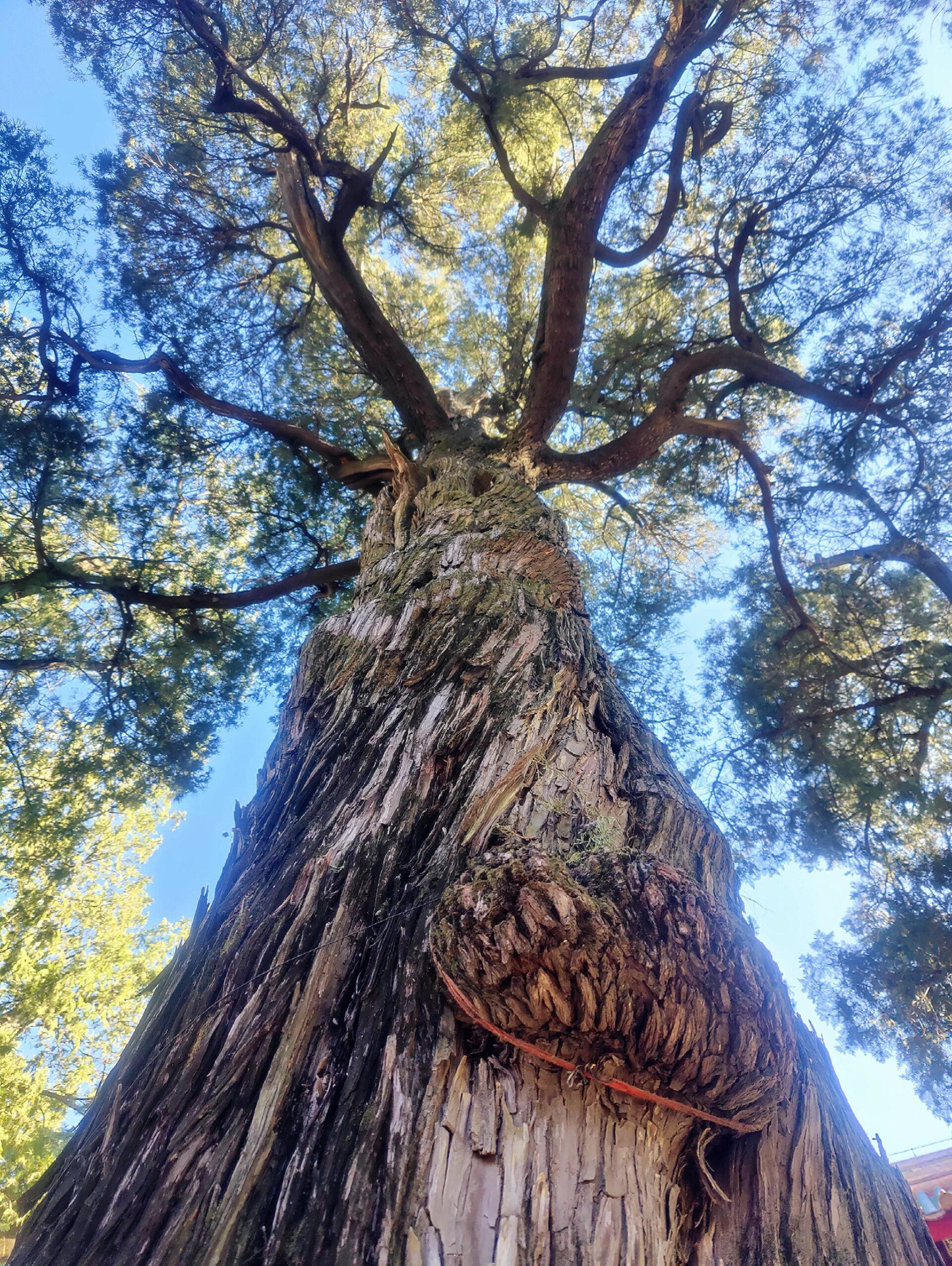 三百年古树,历尽沧桑仍郁郁葱葱 寺庙里的一颗三百多年的侧柏树.