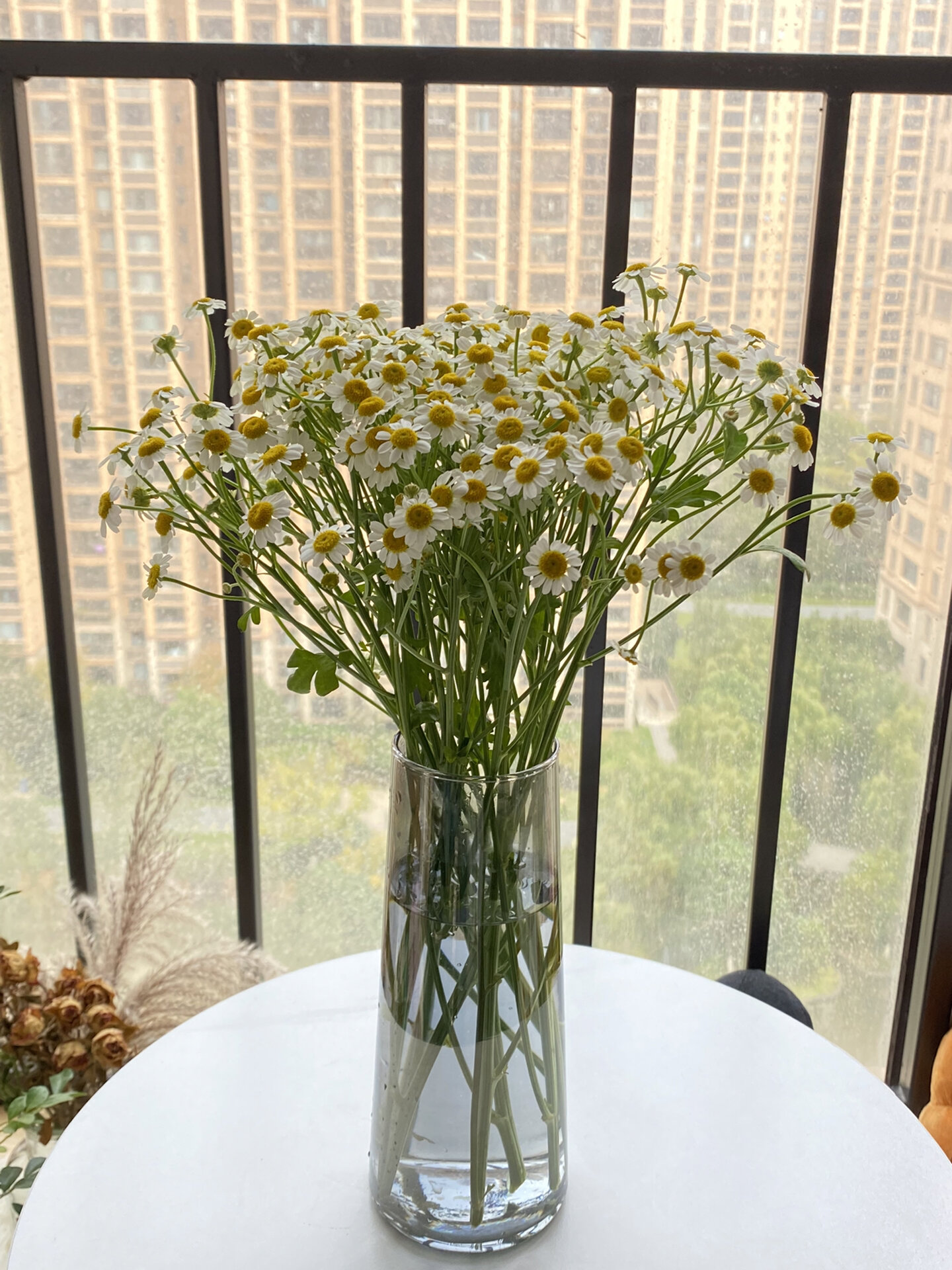 洋甘菊|花期长|花语棒 7815涨个知识 洋甘菊别称又叫罗马洋甘菊