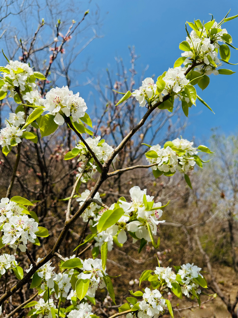 桃花红梨花白杏花黄图片