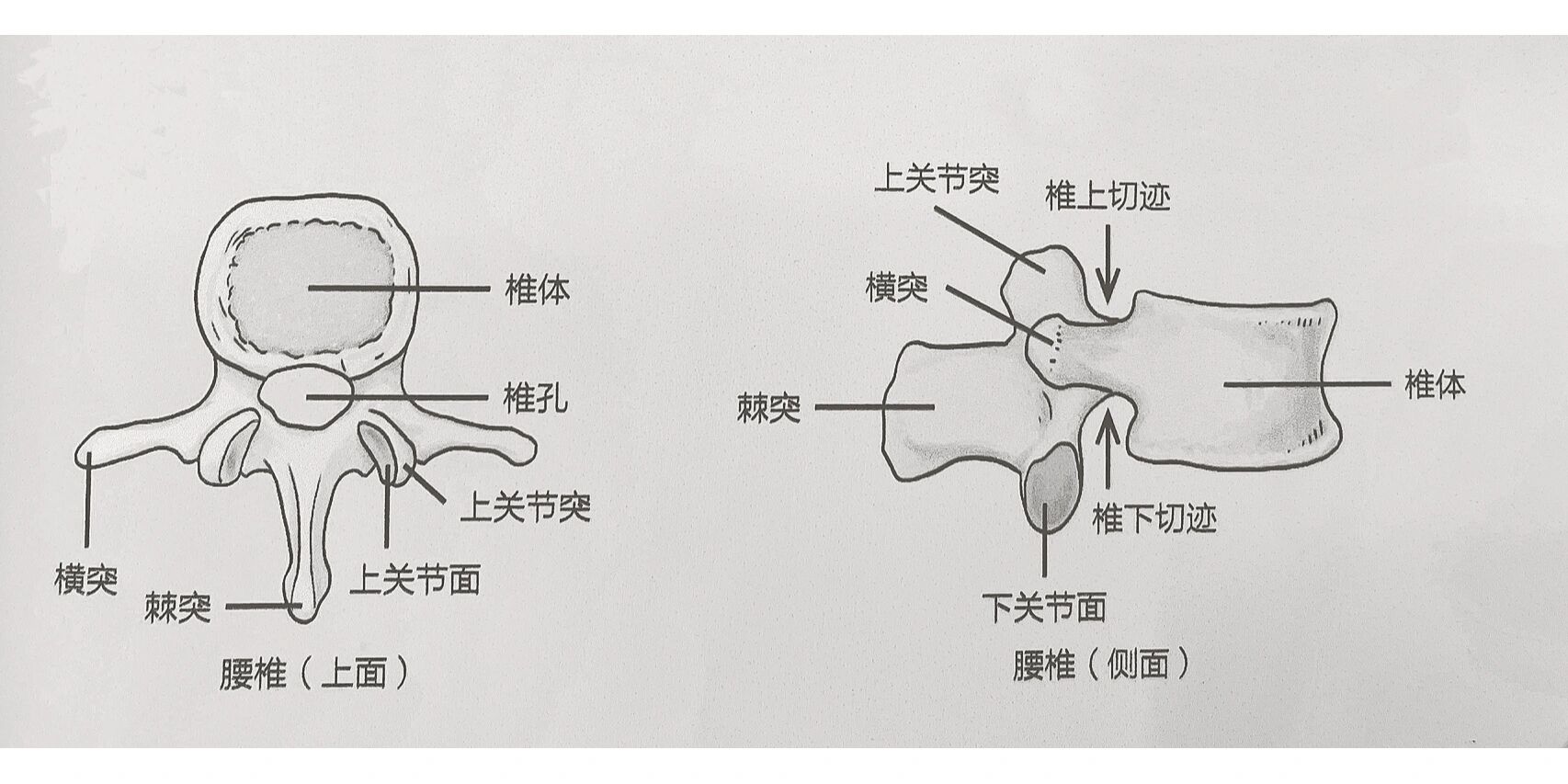 腰椎由椎体