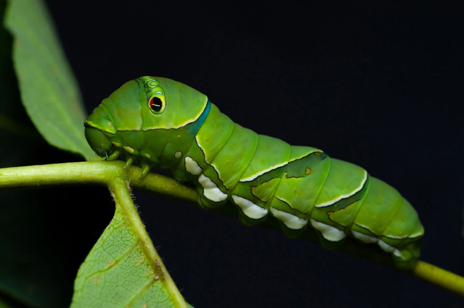 源于大自然的神秘花纹,柑橘凤蝶幼虫～ 蝴蝶 柑橘凤蝶 蝴蝶幼虫 凤蝶