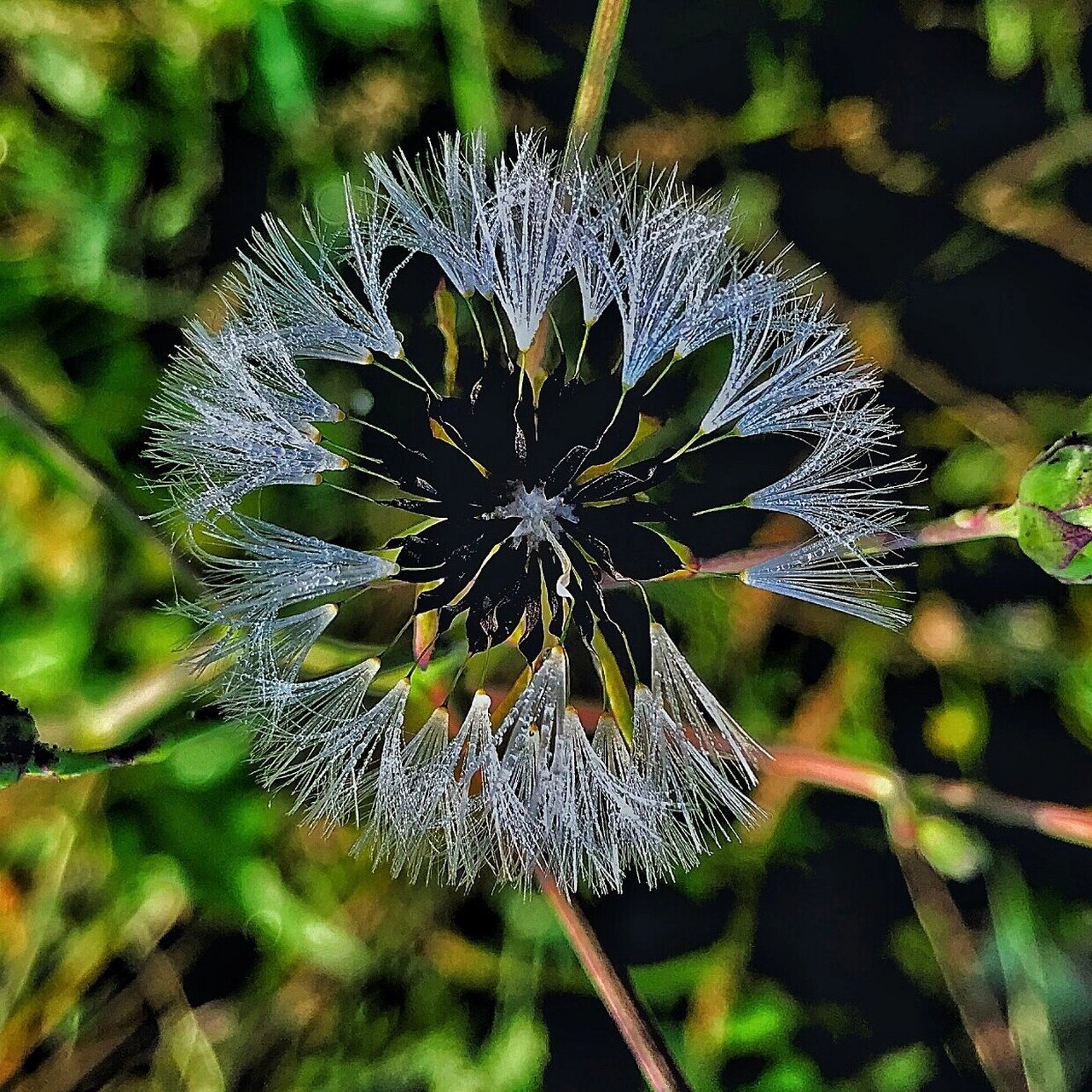 翅果菊 翅果菊也叫山莴苣,是一种野生草本植物,主要生长在中国的江西