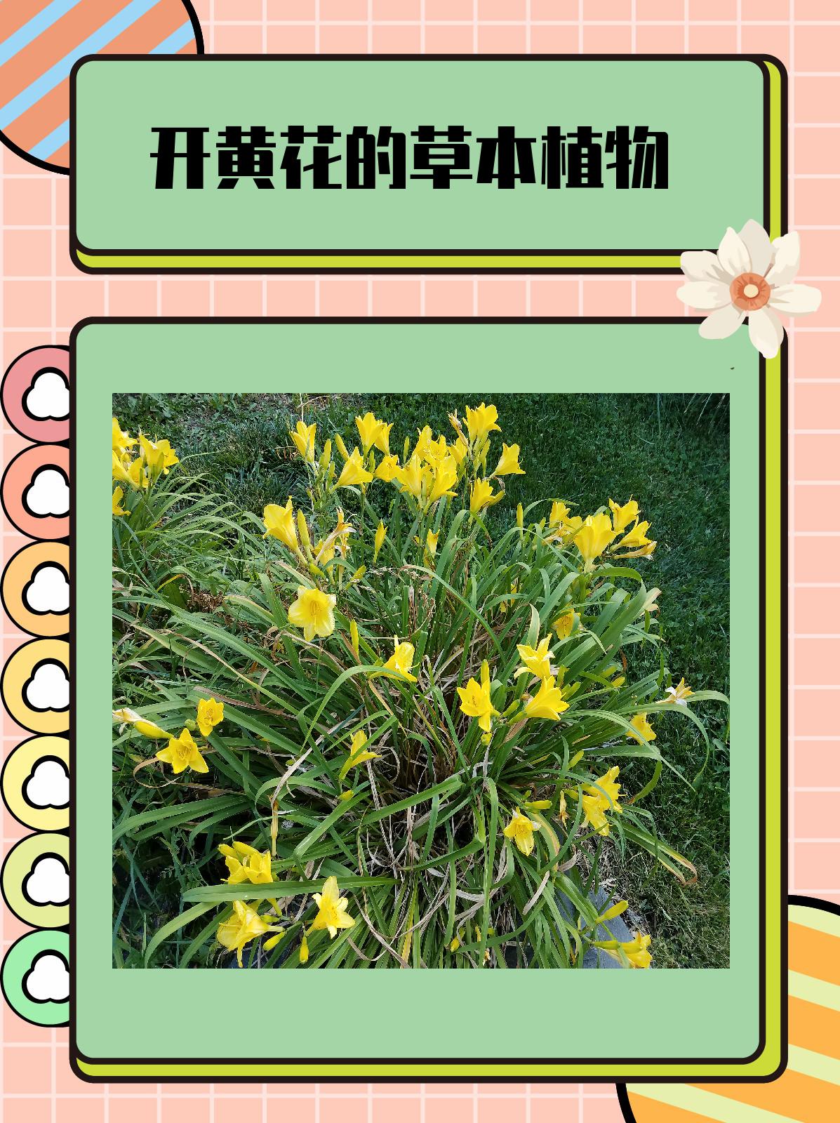 开黄花的草本植物