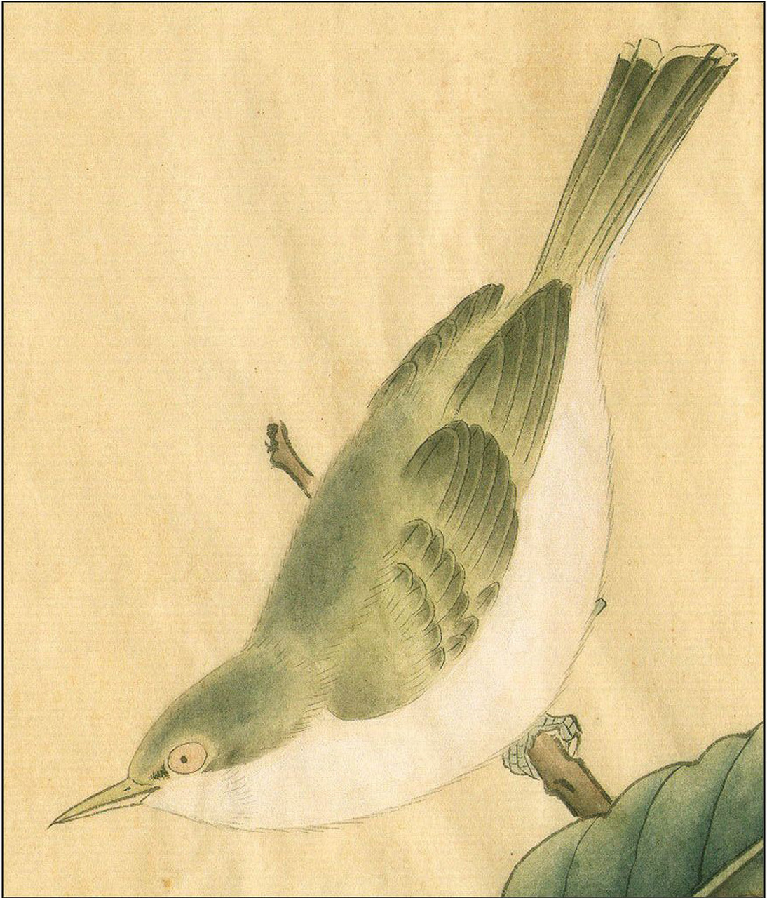 工笔画步骤分享(鸟类设色步骤——绣眼鸟) 概述:绣眼鸟全长约10厘米