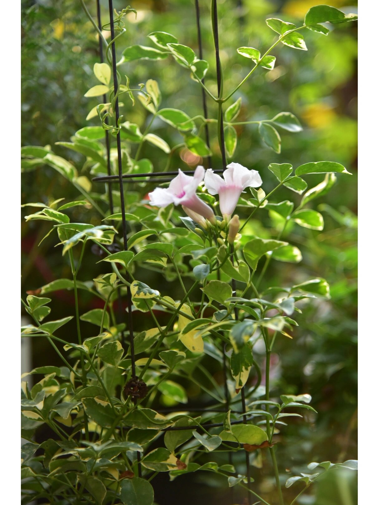 花叶凌霄花 花朵特别,香气也特别,叶子很特别