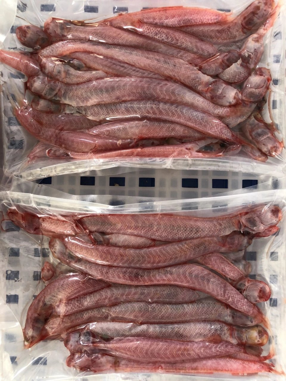 孩子流鼻血最好的食疗效果 【野生红血鱼/赤岭鱼】 全身通红通红,非常