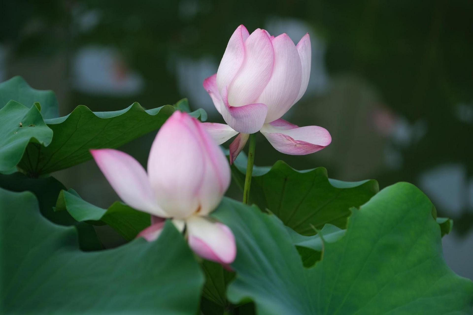 【处暑过后  善园荷花别有韵味】#美丽宁波#处暑过后,荷花多已残败