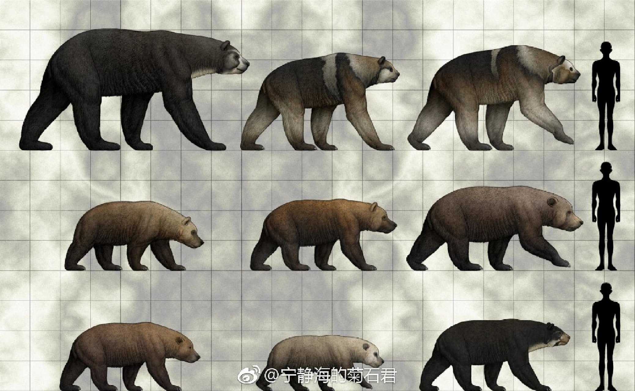 灭绝的熊类 窄齿南美短面熊 巨型短面熊 巨型短面熊育空亚种 库达熊