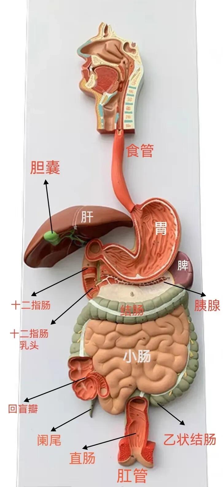 人体脏器图谱及功能