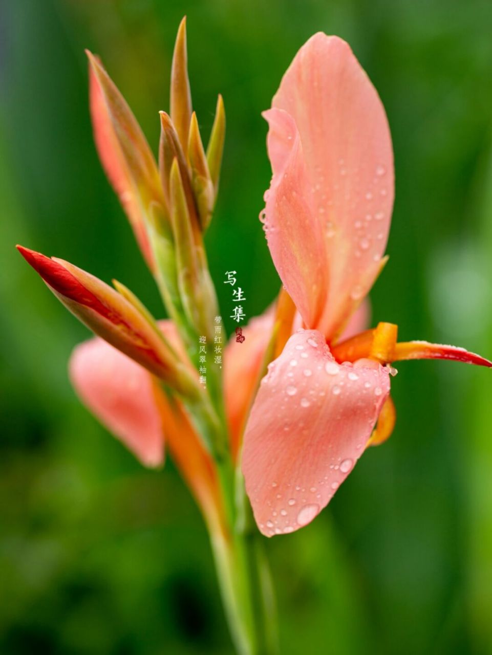 粉美人蕉(学名:canna glauca l.):是一种球根草本植物.