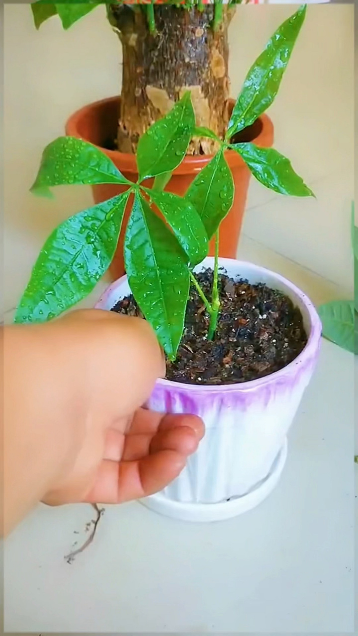 你知道发财树是怎么通过扦插来繁殖的吗? 发财树的扦插小技巧