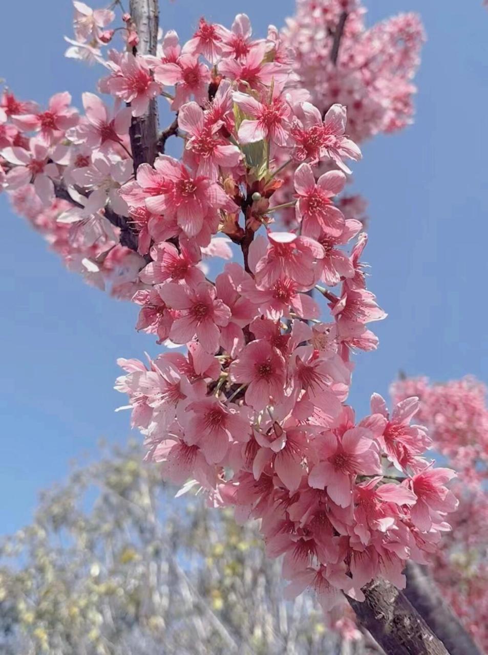 桃花朵朵开🌸🌸 🌸春风拂面,桃花盛开,仿佛置身于一幅美丽的