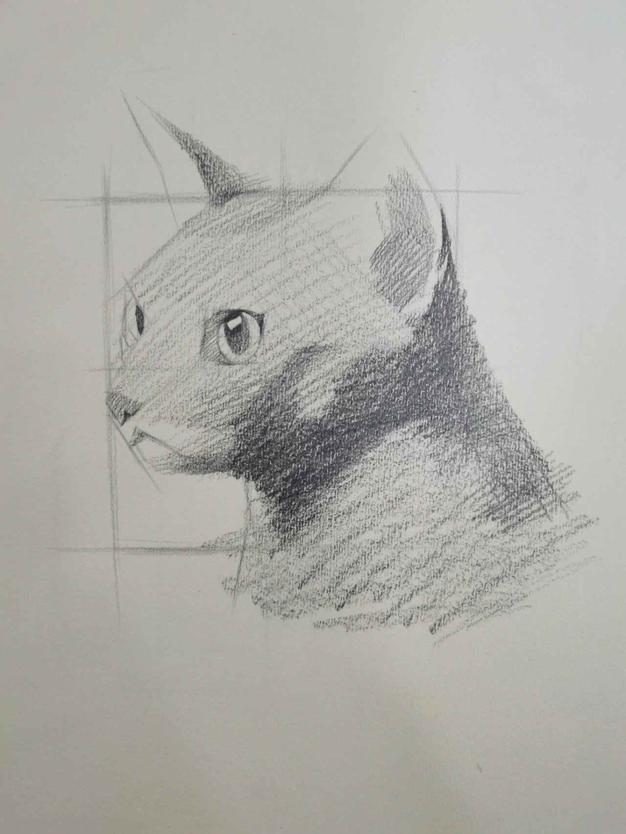 素描动物  猫咪步骤图分享 1  直线概括猫咪外形 2  画出眼睛外形