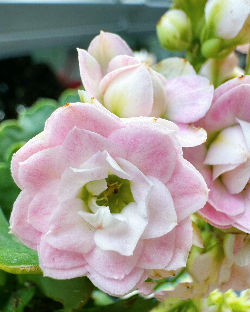 长寿花 玉芙蓉 「玉芙蓉」是见过的花苞最圆的,整个一个圆溜溜,跟牛奶