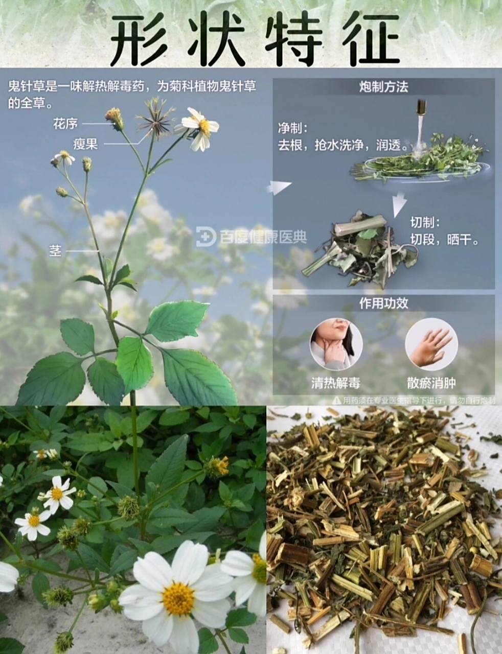 认识一味中草药_鬼针草 91别名:鬼钗草,鬼黄花,山东老鸦草,婆婆针