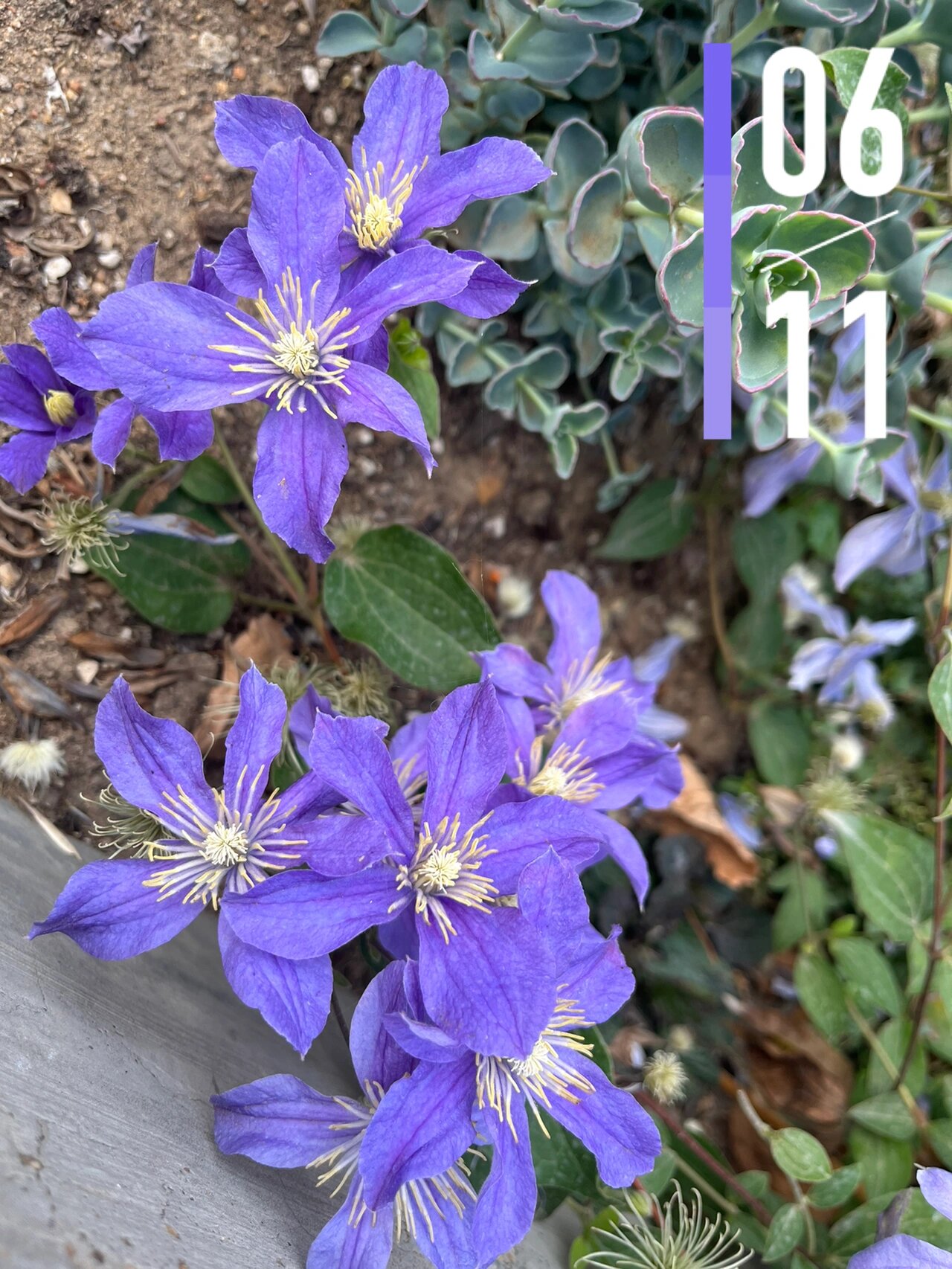 铁线莲 阿拉贝拉 7区,5月中下旬盛花期,初开紫色,后期偏蓝,全缘组三类