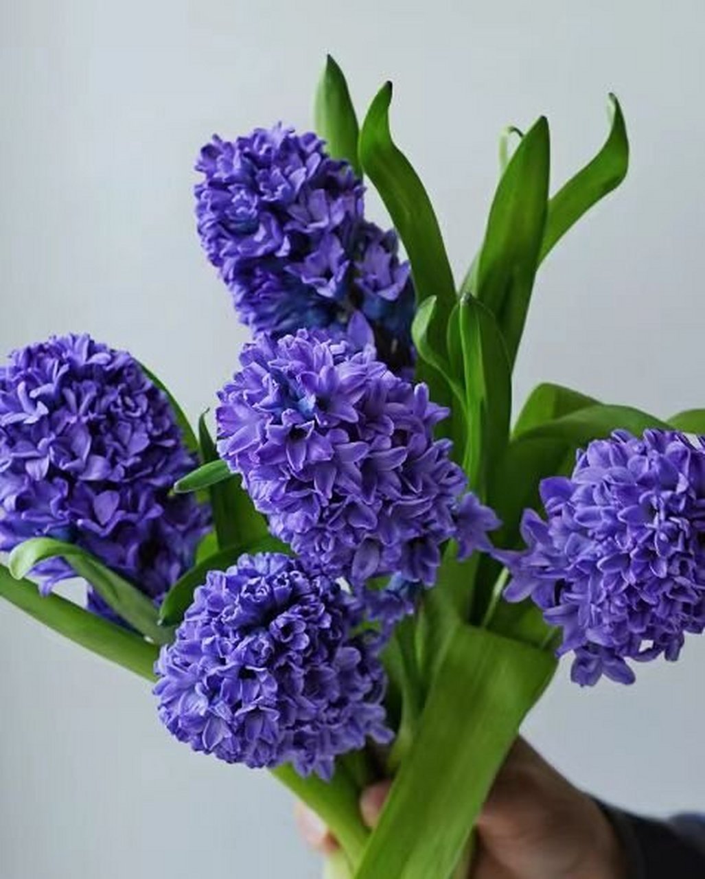 带你识花 | 风信子 95花材:风信子 95又名:西洋水仙 95花语