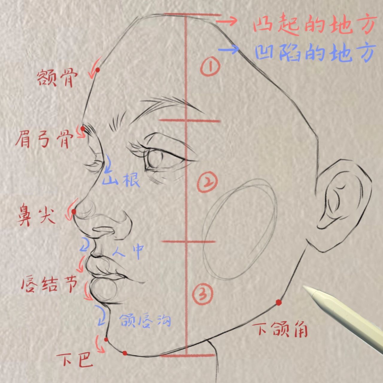 素描头像脸部排线技巧图片