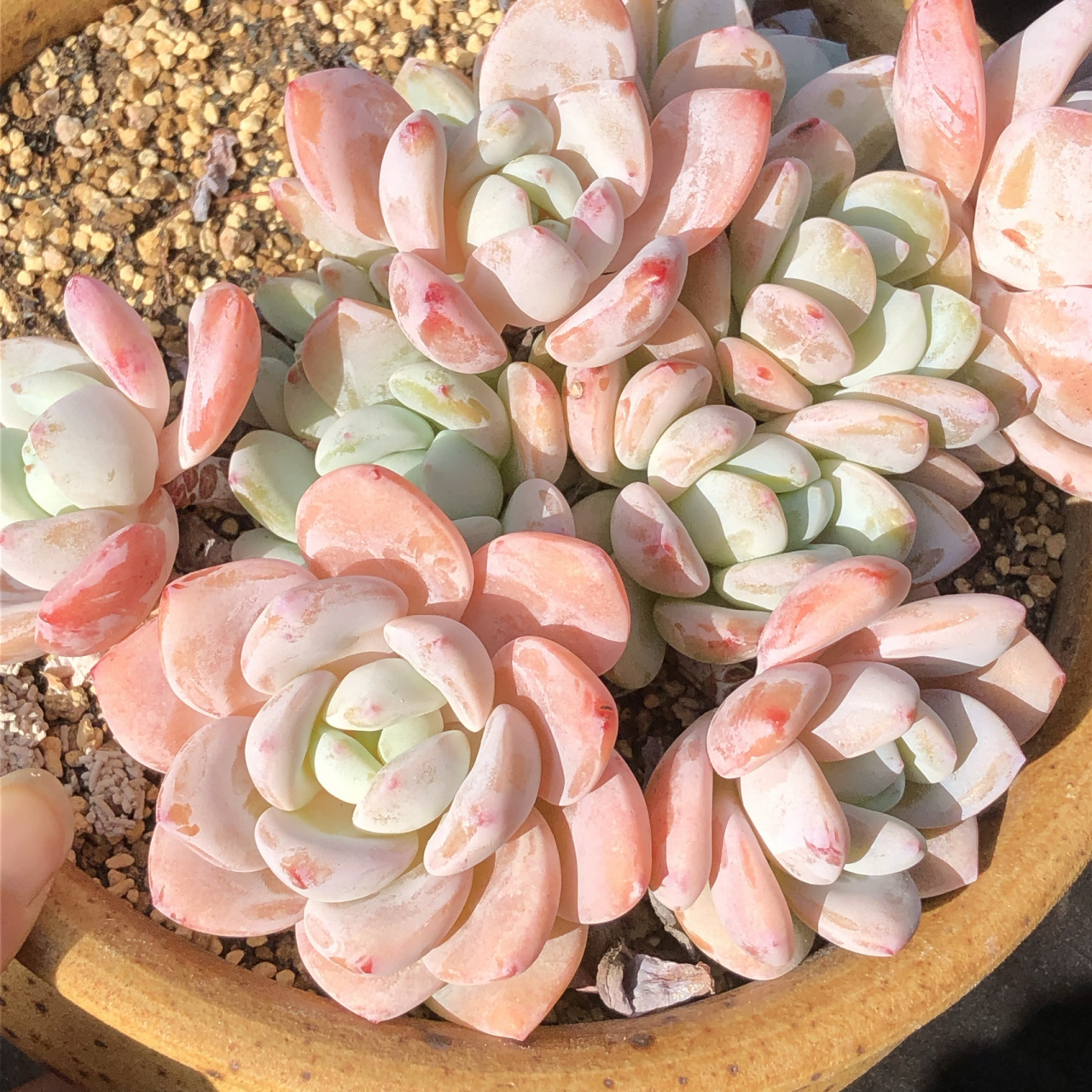 冷香的盛世容颜篇「美好的多肉植物」 种草一波,以前冷香收不到大群的