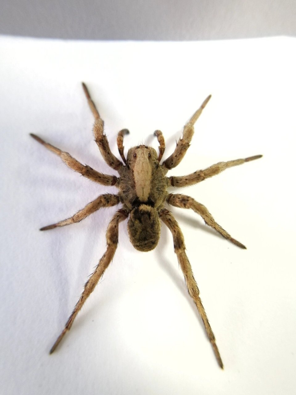 你看我萌不萌 黑腹狼蛛(母)标本制作完毕.