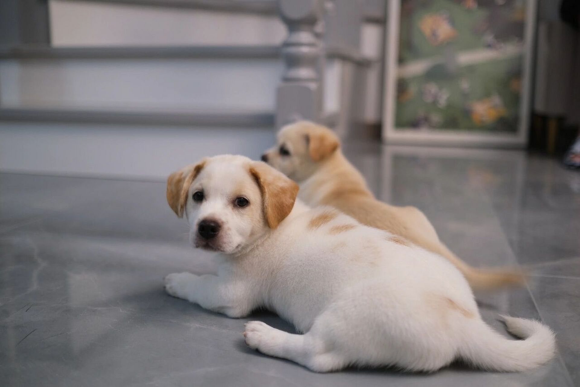 身为正宗中华田园犬,豆包和雪糕申请装下短腿版的拉布拉多,姨姨们,我