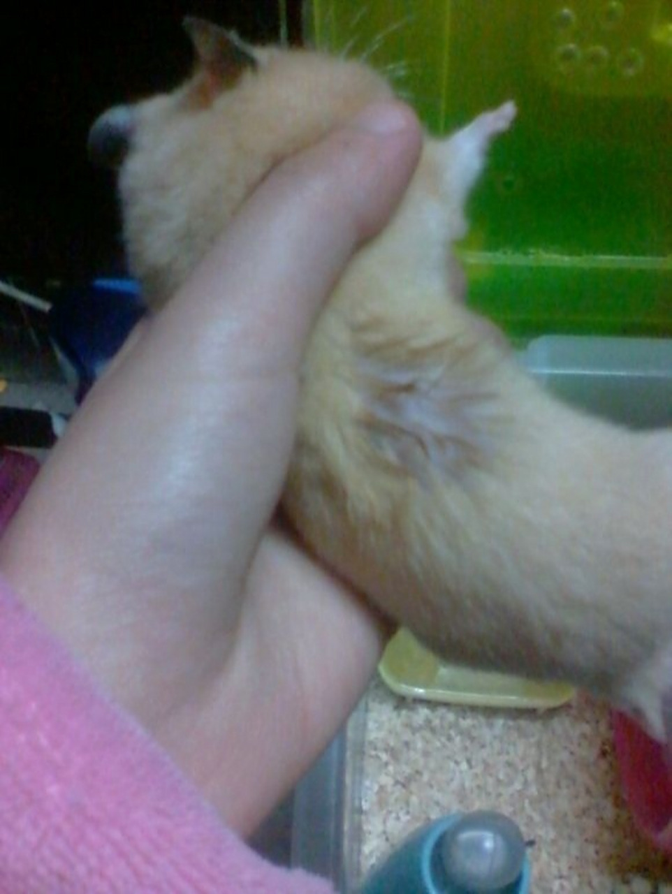 【科普】金丝熊的香腺 金丝熊的香腺不同于侏儒仓鼠在肚子上,它的位置