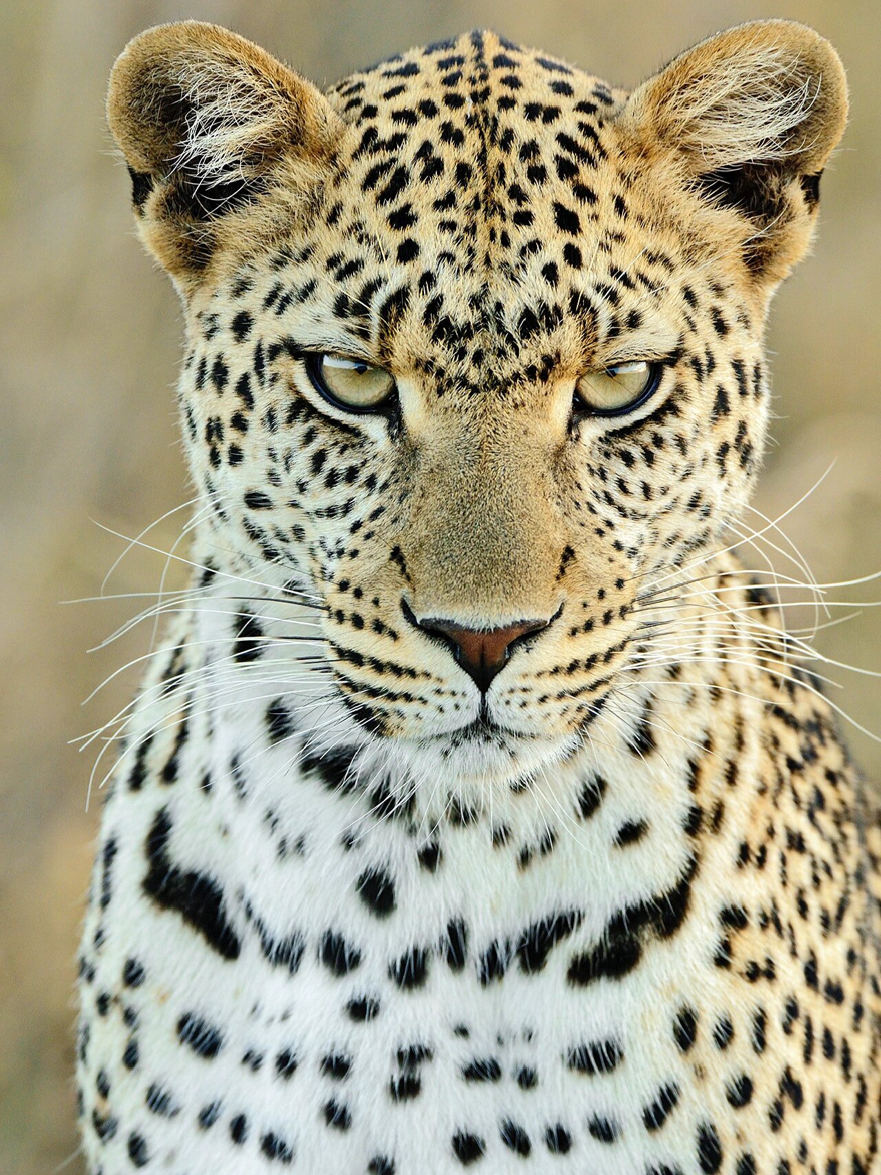 《美丽icon!》花豹的美仿佛来自童话世界