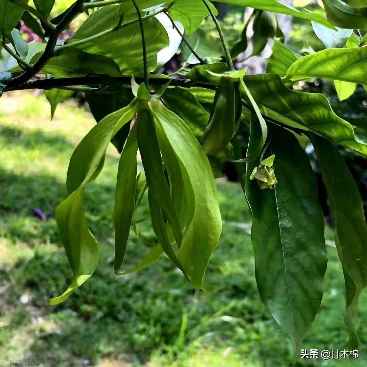 这植物叫酒饼叶,果实能吃,叶子能制作酒曲 假鹰爪别名山鸡爪黄,山指甲