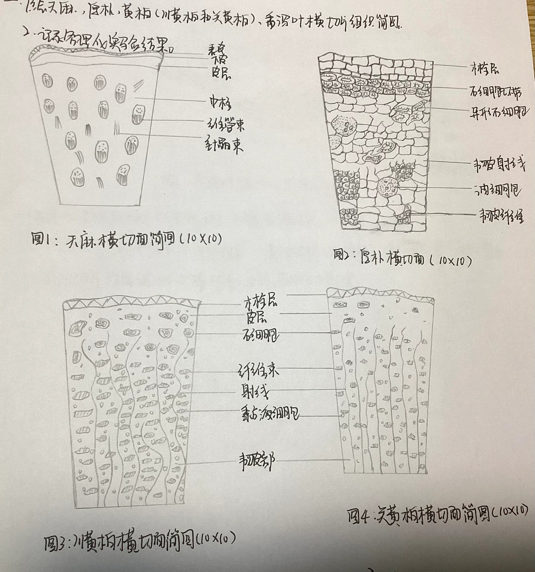 中药材显微特征图  ,1,苍术横切面简图与粉末简图 2,石菖蒲,桔梗横