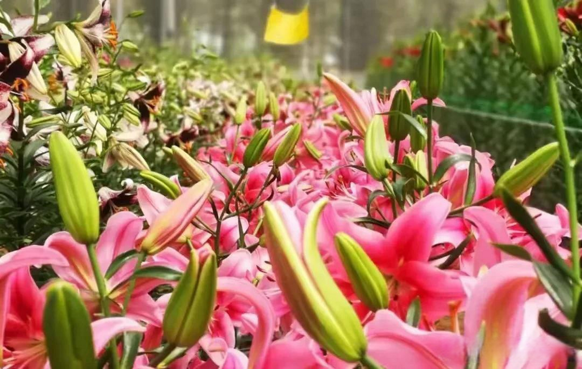 近年来凌源在政府大力支持下发展花卉产业,尤其是主打百合特色,经过几