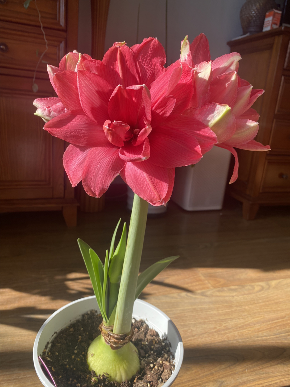 糖果仙女朱顶红 玫红色重瓣的经典品种,非常纯净的玫红色,无其他颜色