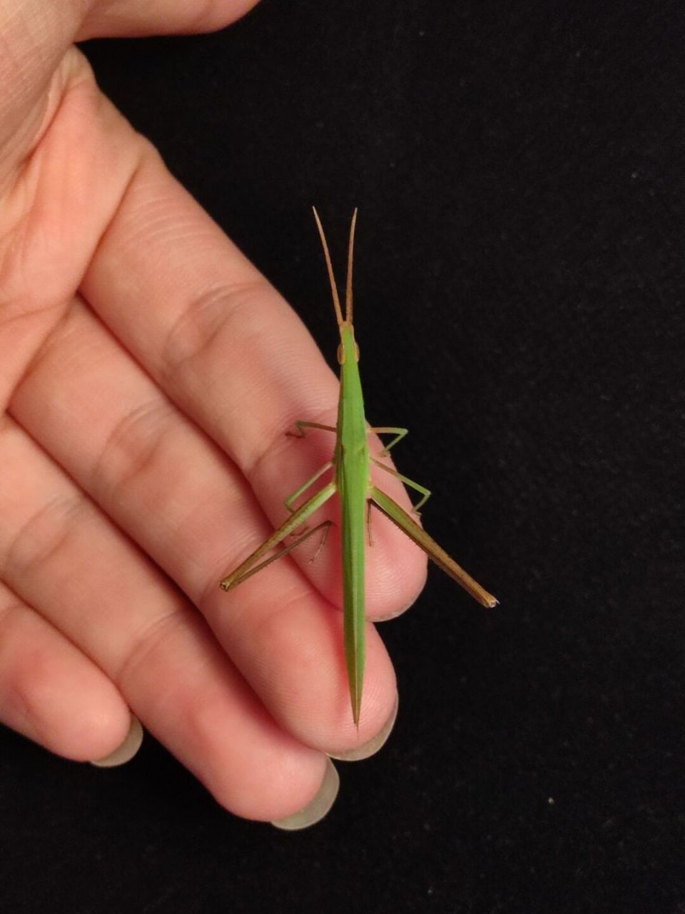 体绿色或枯草色.