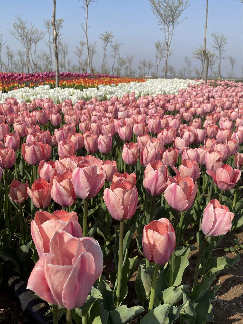 打卡潍坊安丘齐鲁酒地郁金香花海93 今年郁金香93非常火爆,潍坊人