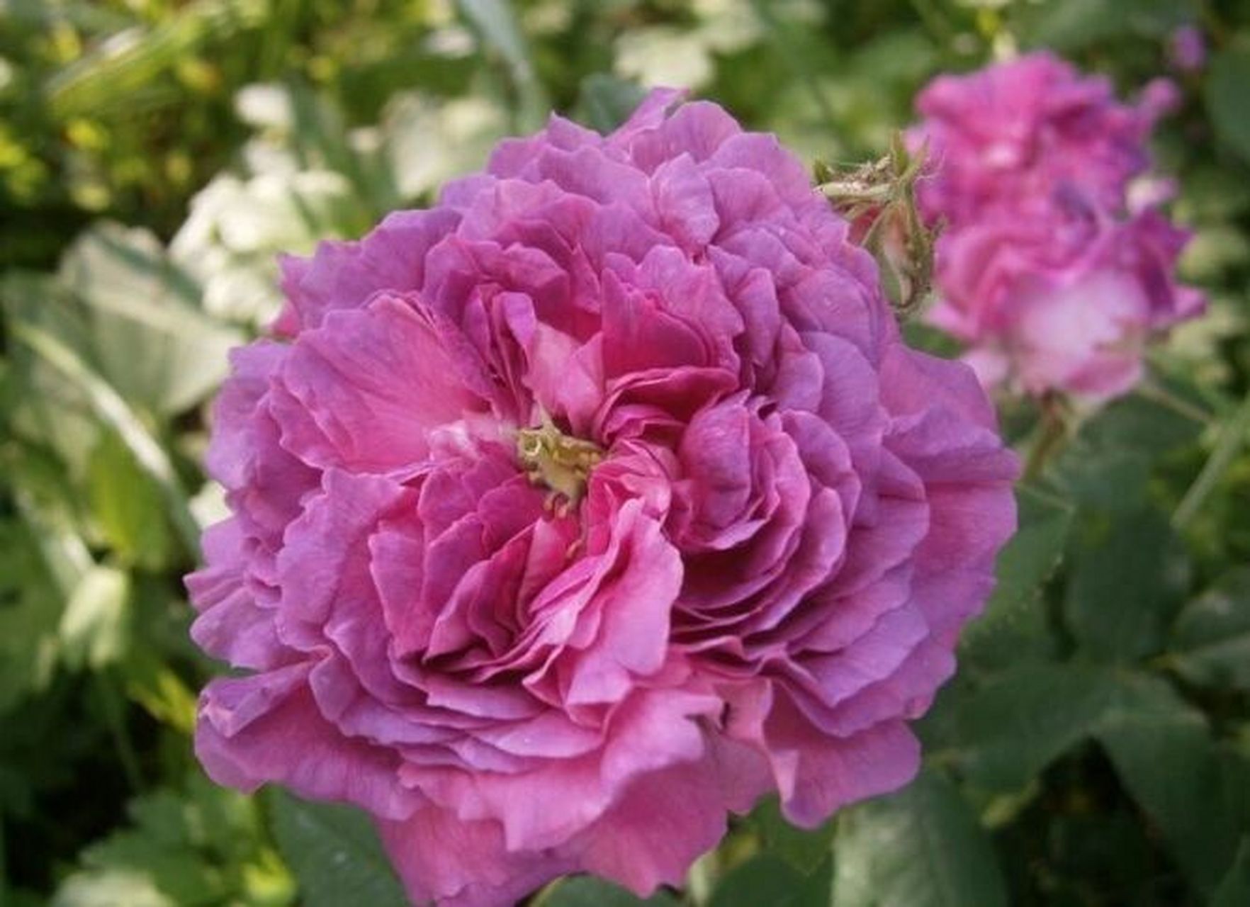 古典月季"美女克雷西" 培育信息:1836年前,蔷薇系衍生物 类别高度