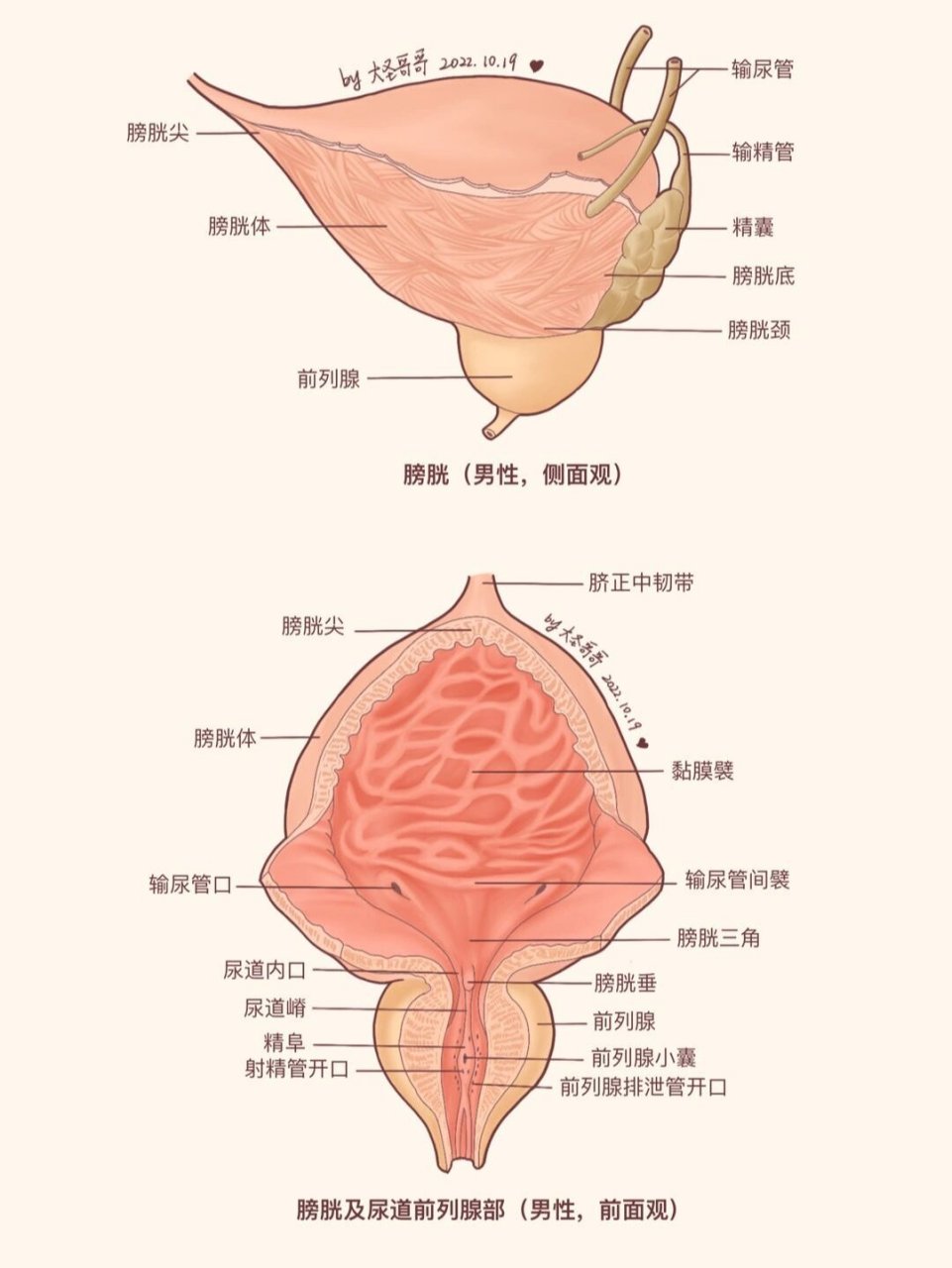 膀胱手绘图图片