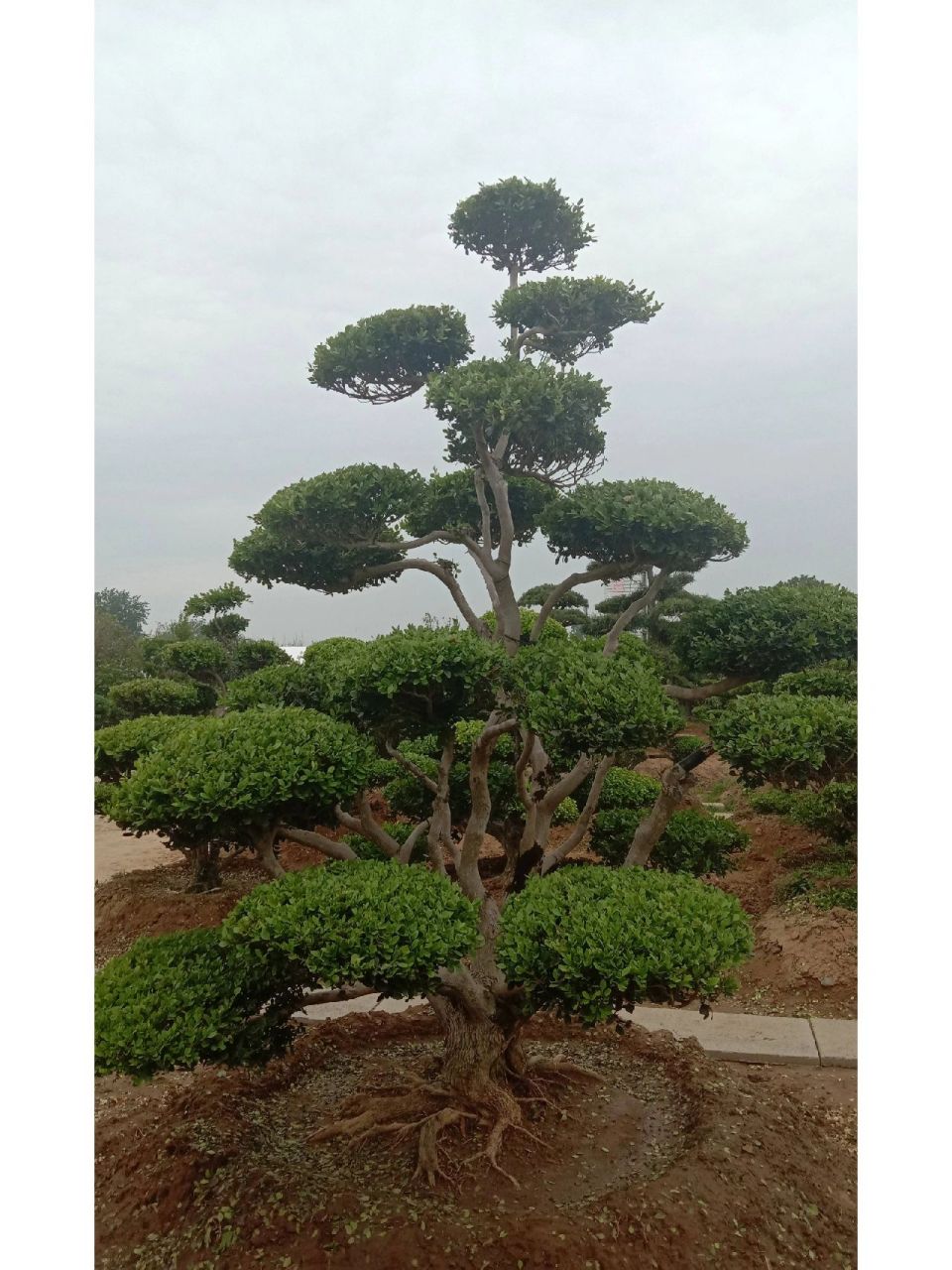 世代栋梁——造型黄杨98 黄杨盆景树姿优美,叶小如豆瓣,质厚而有