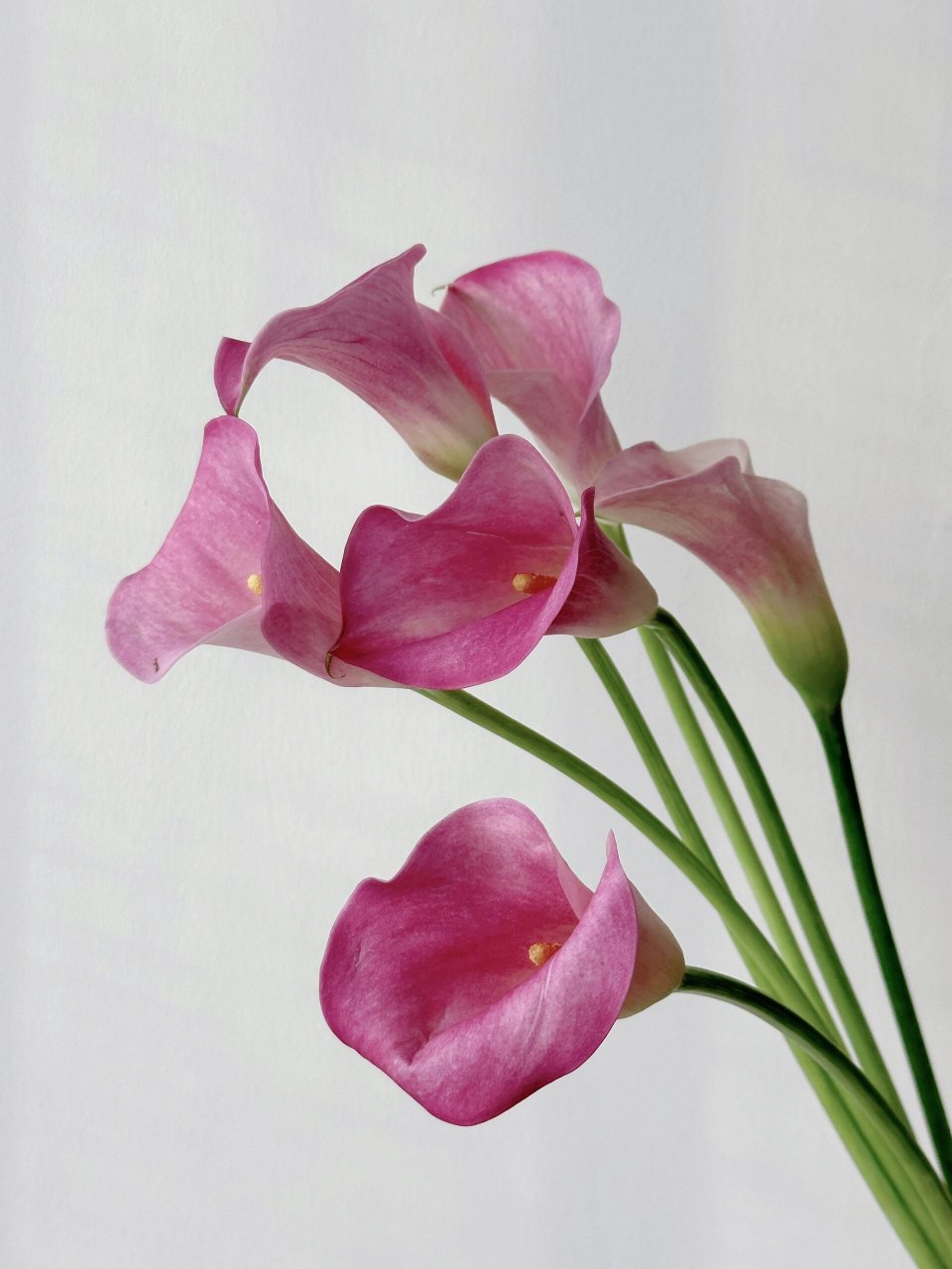 带你每天认识一种花材222/粉色马蹄莲 自带优雅的粉色马蹄莲 	 如果有