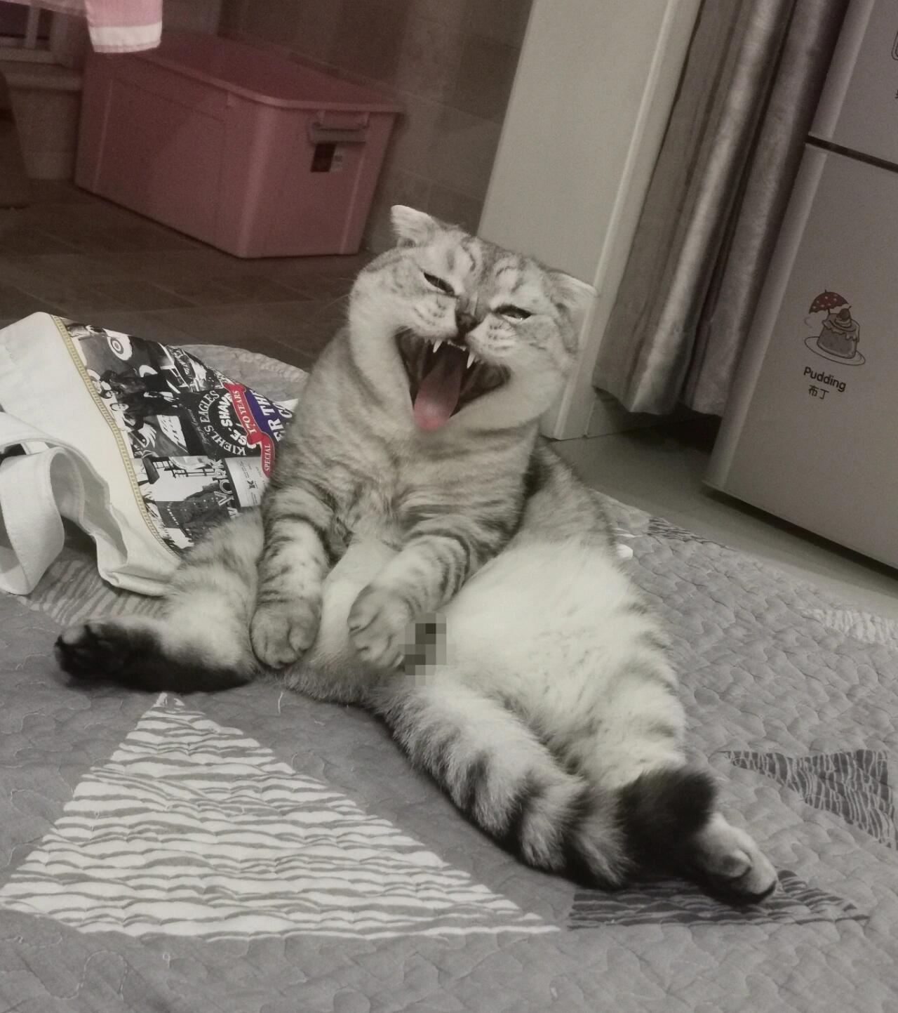 这些姿势是折耳猫发病了吗?