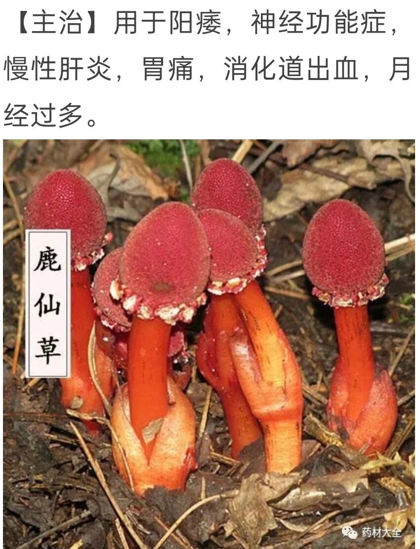 复方鹿仙草颗粒的功效图片