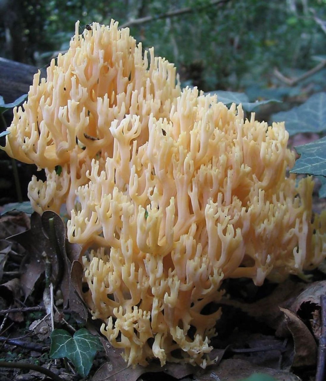 武陵山珍|科普|野生菌 珊瑚菌 珊瑚菌又名"扫帚菌",珊瑚菌科,主要分布
