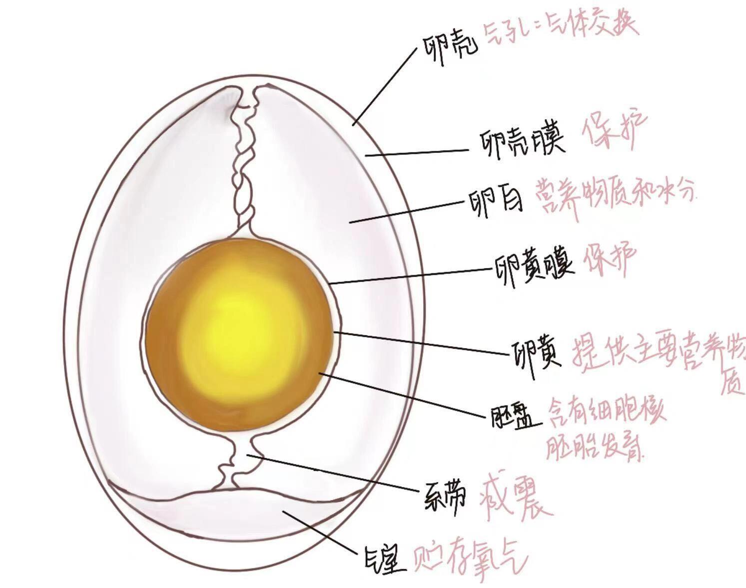 八下生物双减作业