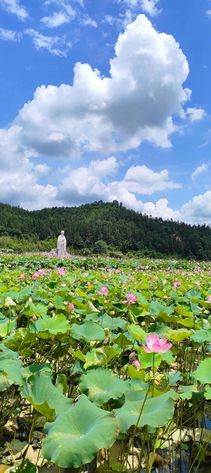 夏日游武夷山五夫古镇万亩荷塘～吃五夫白莲